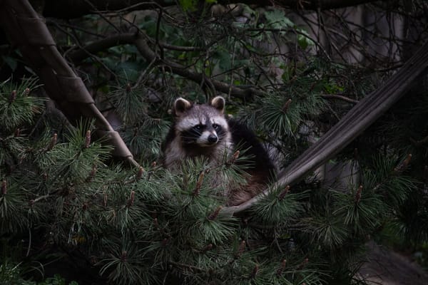 Raccoon sitting in an evergreen tree